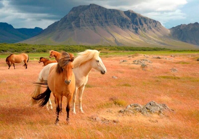 Horses in a mountain field