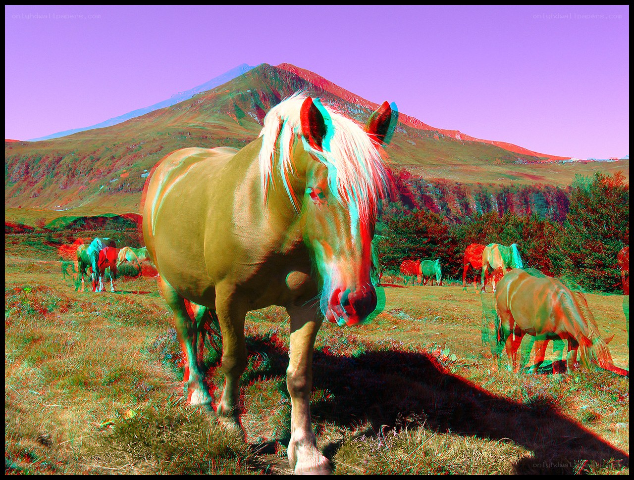 Horses in a mountain field