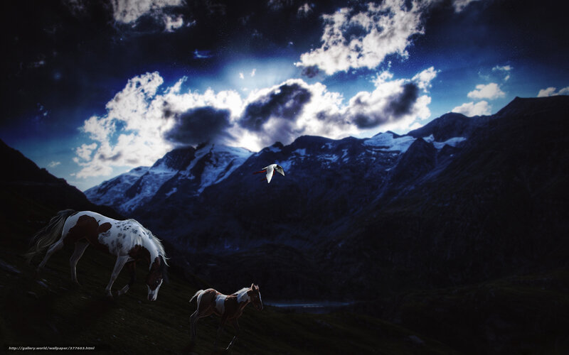 Horses in a mountain valley
