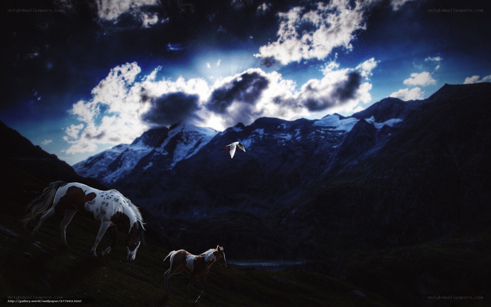 Horses in a mountain valley