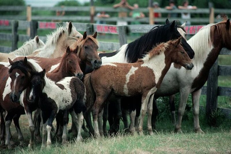 horses in a paddock