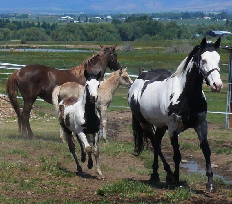 horses in a pasture