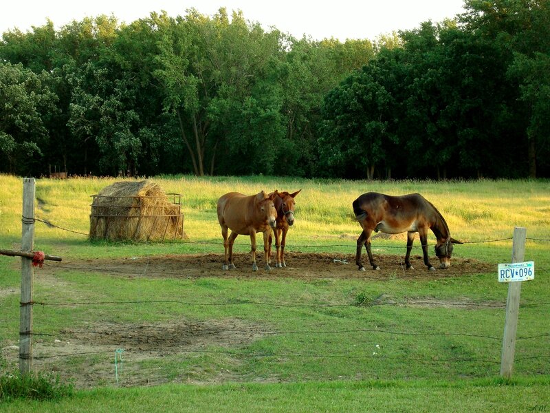 horses in a pasture at sunset