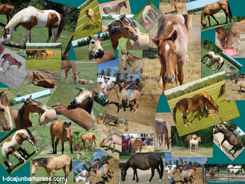Horses in a Pasture — Brown