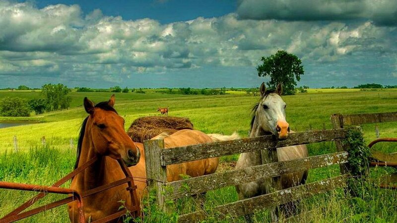 Horses in a Pasture — Green, Serene, Afternoon, Photograph, Fence