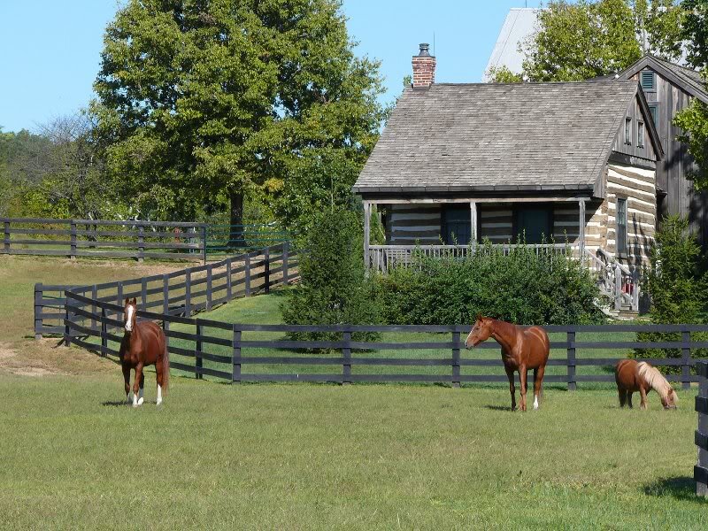 Horses in a Pasture — Green, Serene, Afternoon