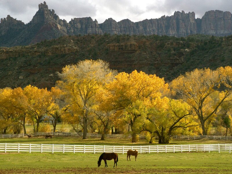 Horses in a Pasture — Green, Serene, Autumn, Photograph