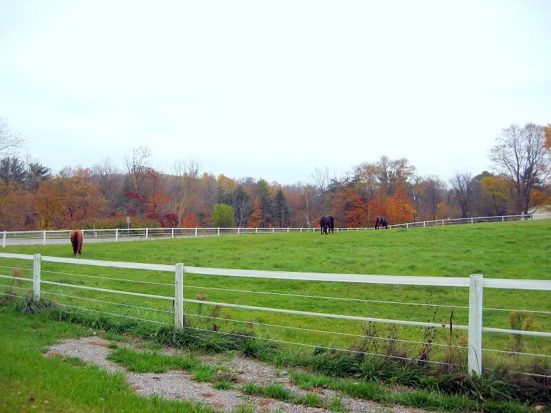 Horses in a Pasture — Green, Serene