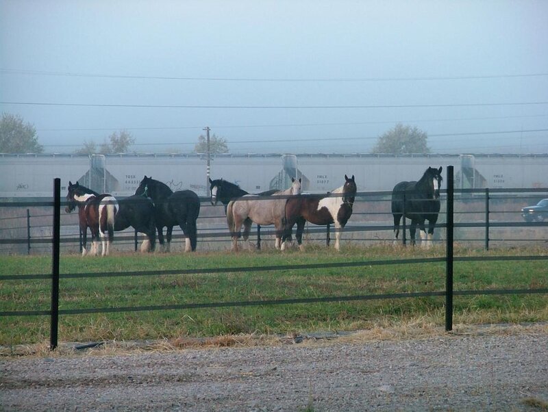 Horses in a Pasture — Green