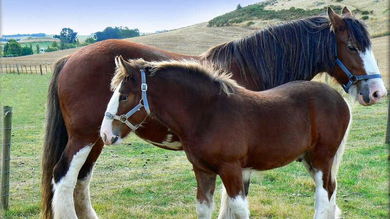 Horses in a pasture