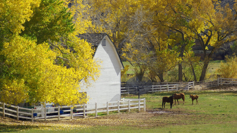 Horses in a Pasture — Yellow, Serene