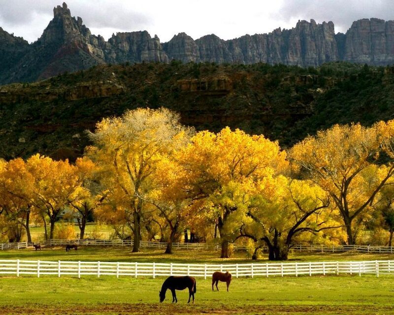 Horses in a Pasture — Yellow