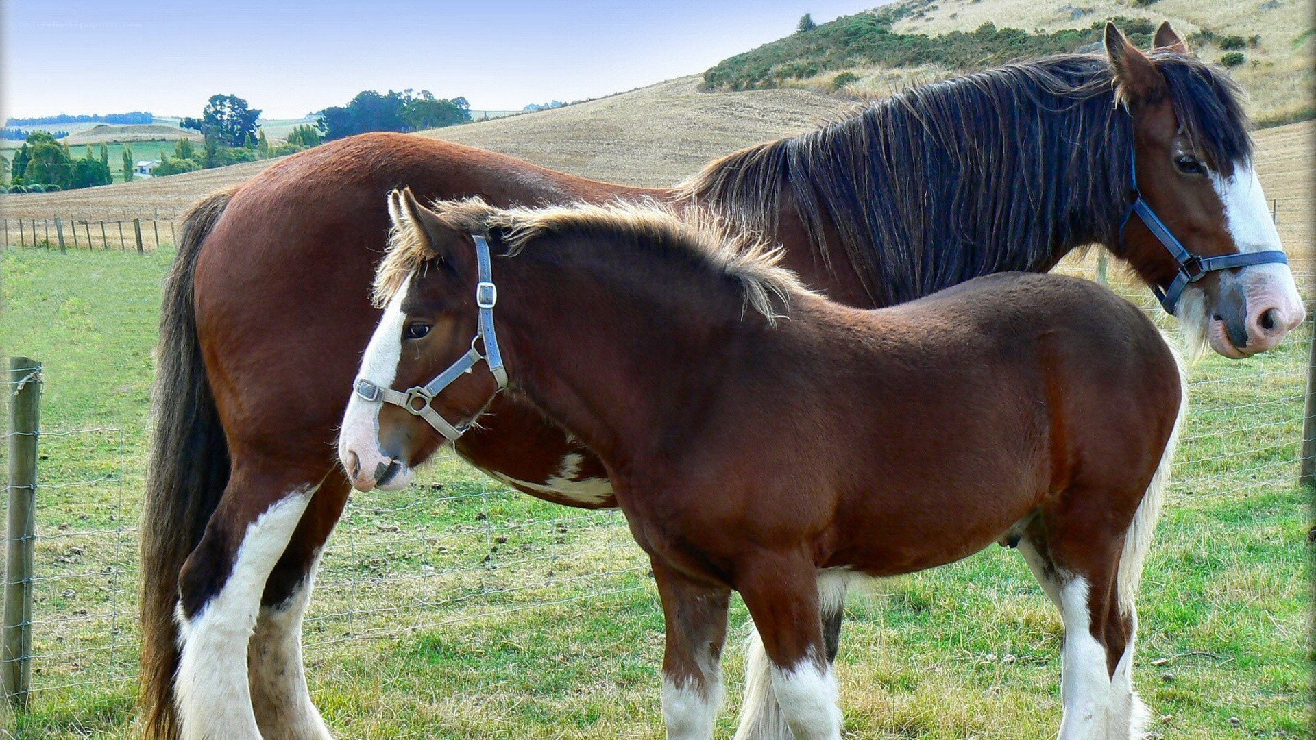 Horses in a pasture