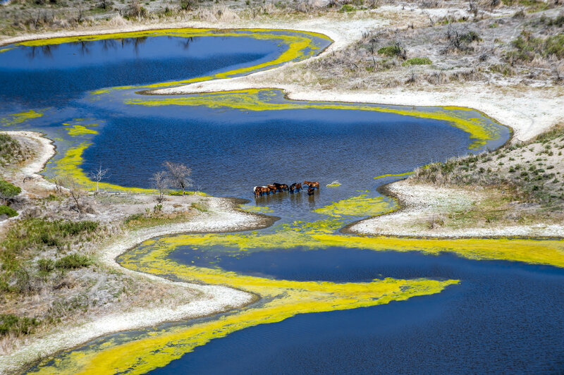 Horses in a Pond