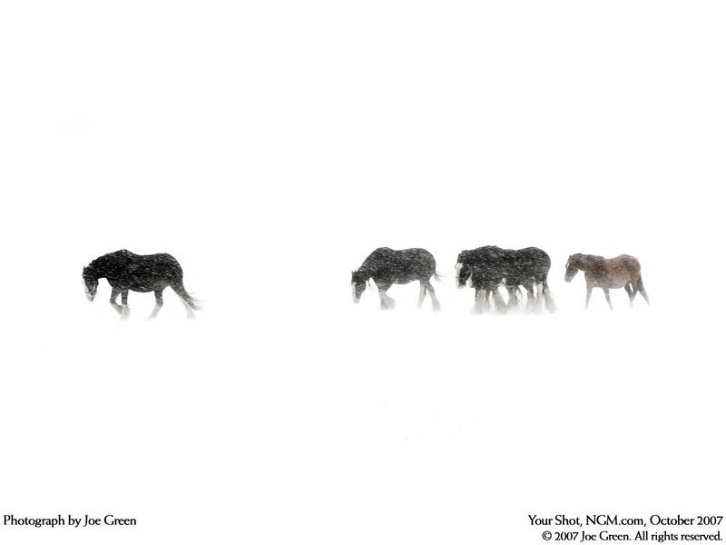 horses in a snowstorm
