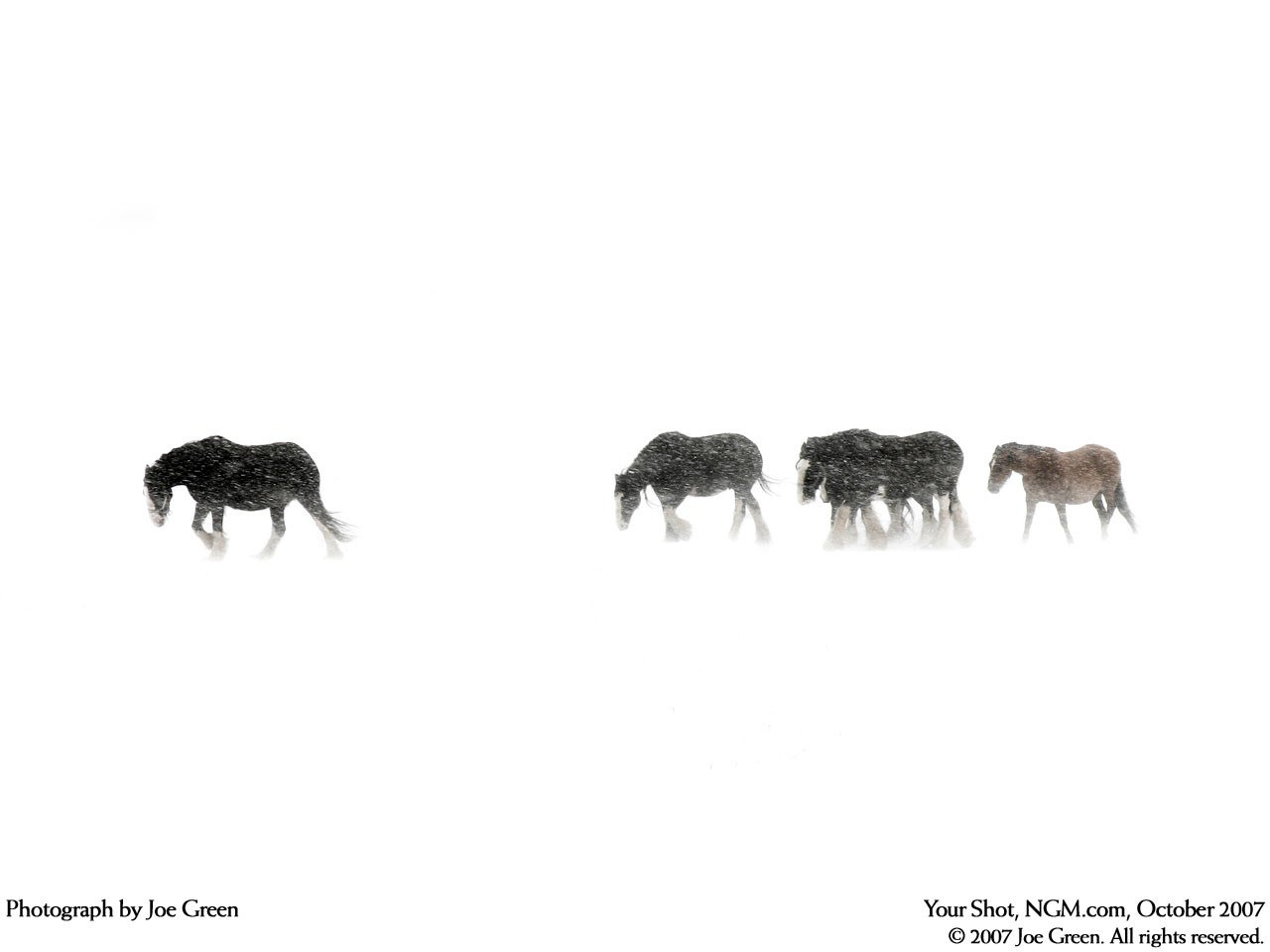 horses in a snowstorm