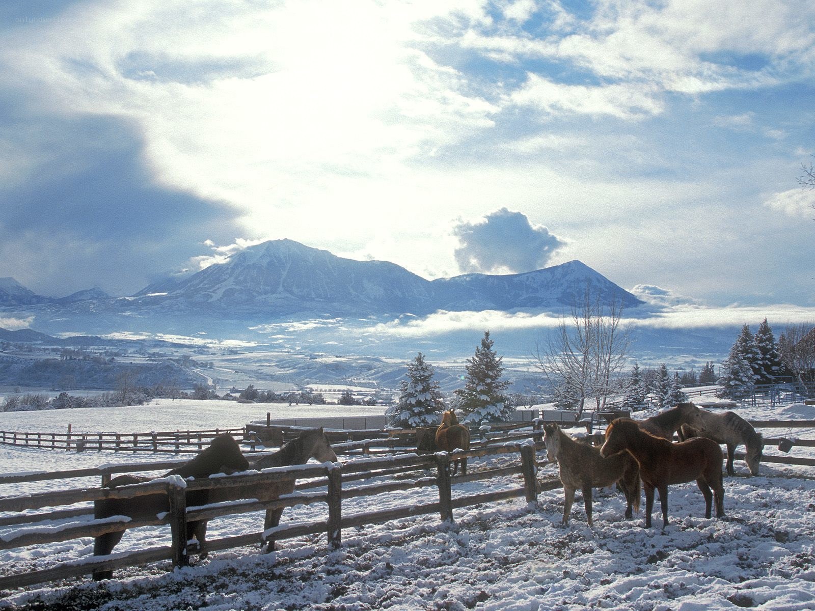 Horses in a snowy field