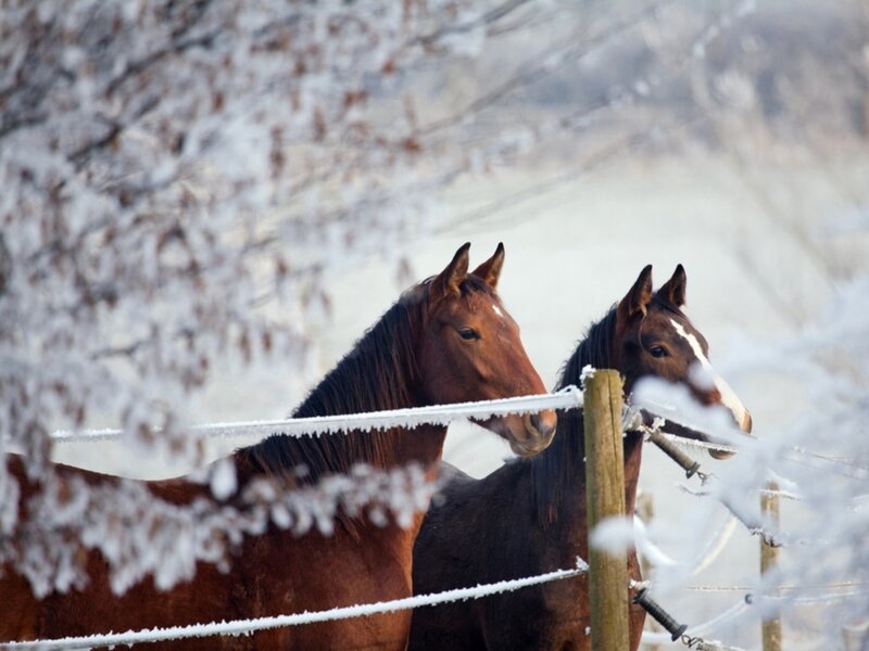 Horses in a snowy field