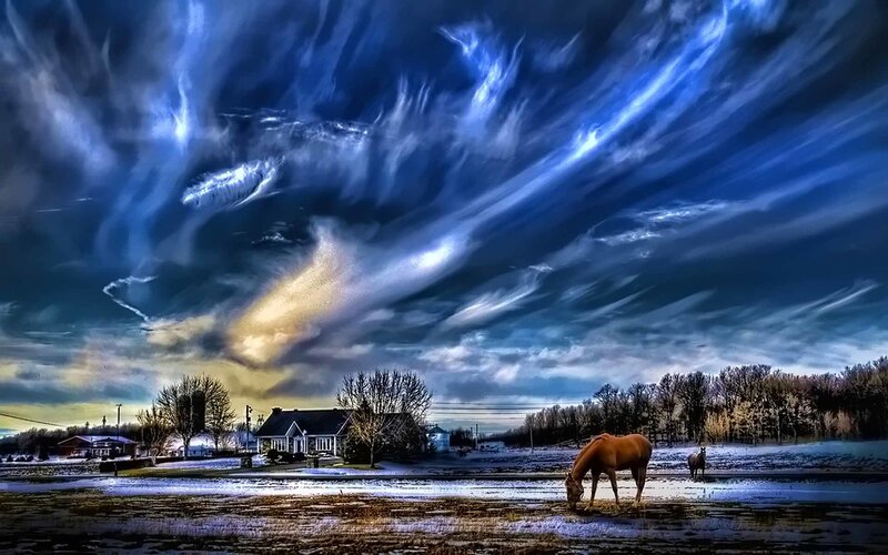 Horses in a snowy field