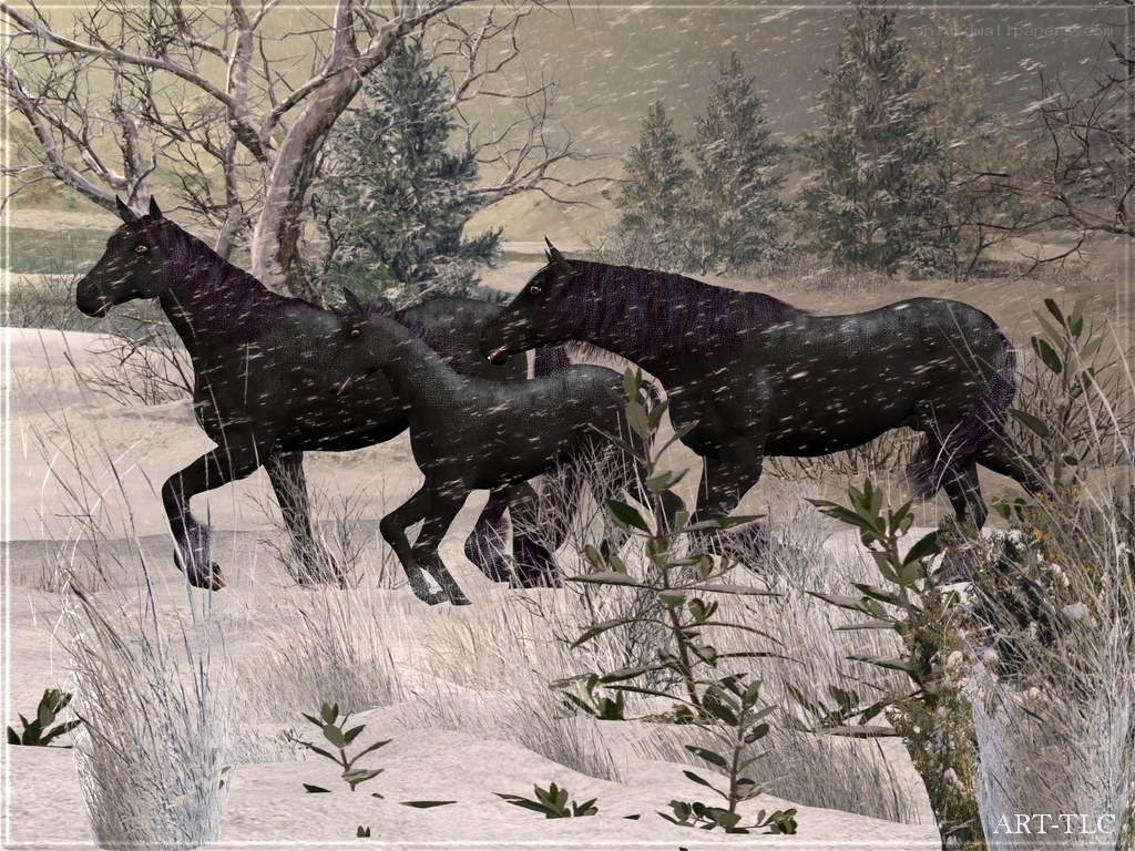 Horses in a snowy landscape