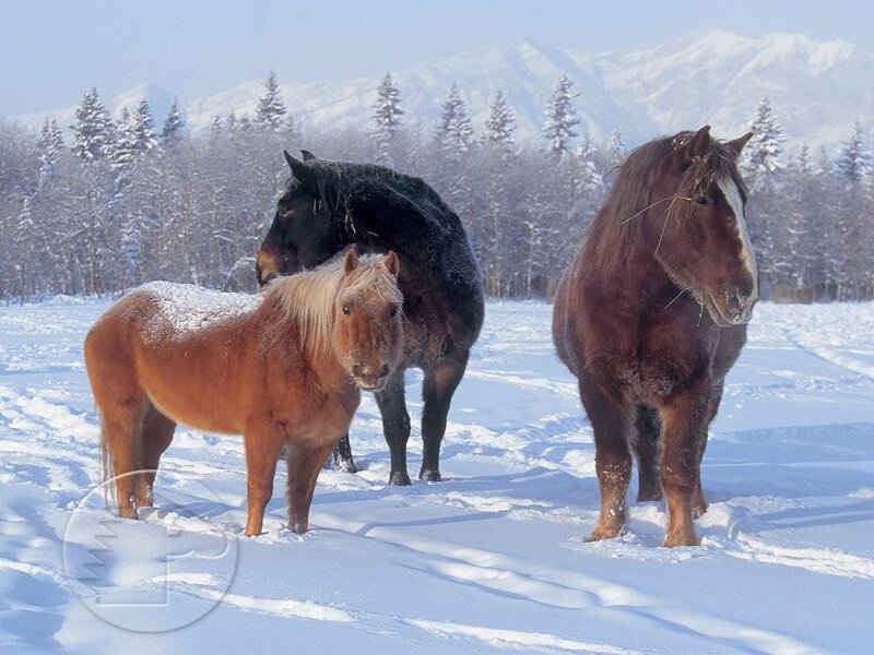 horses in a snowy landscape