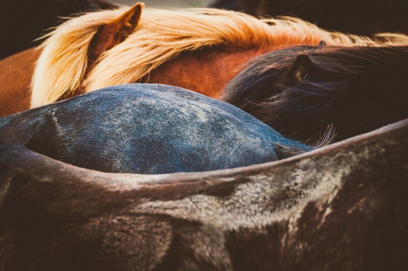 Horses in a stable