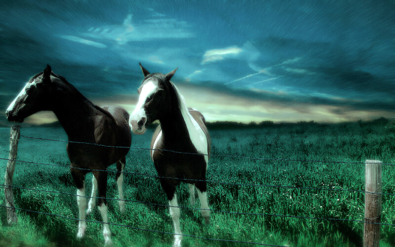 Horses in a stormy field
