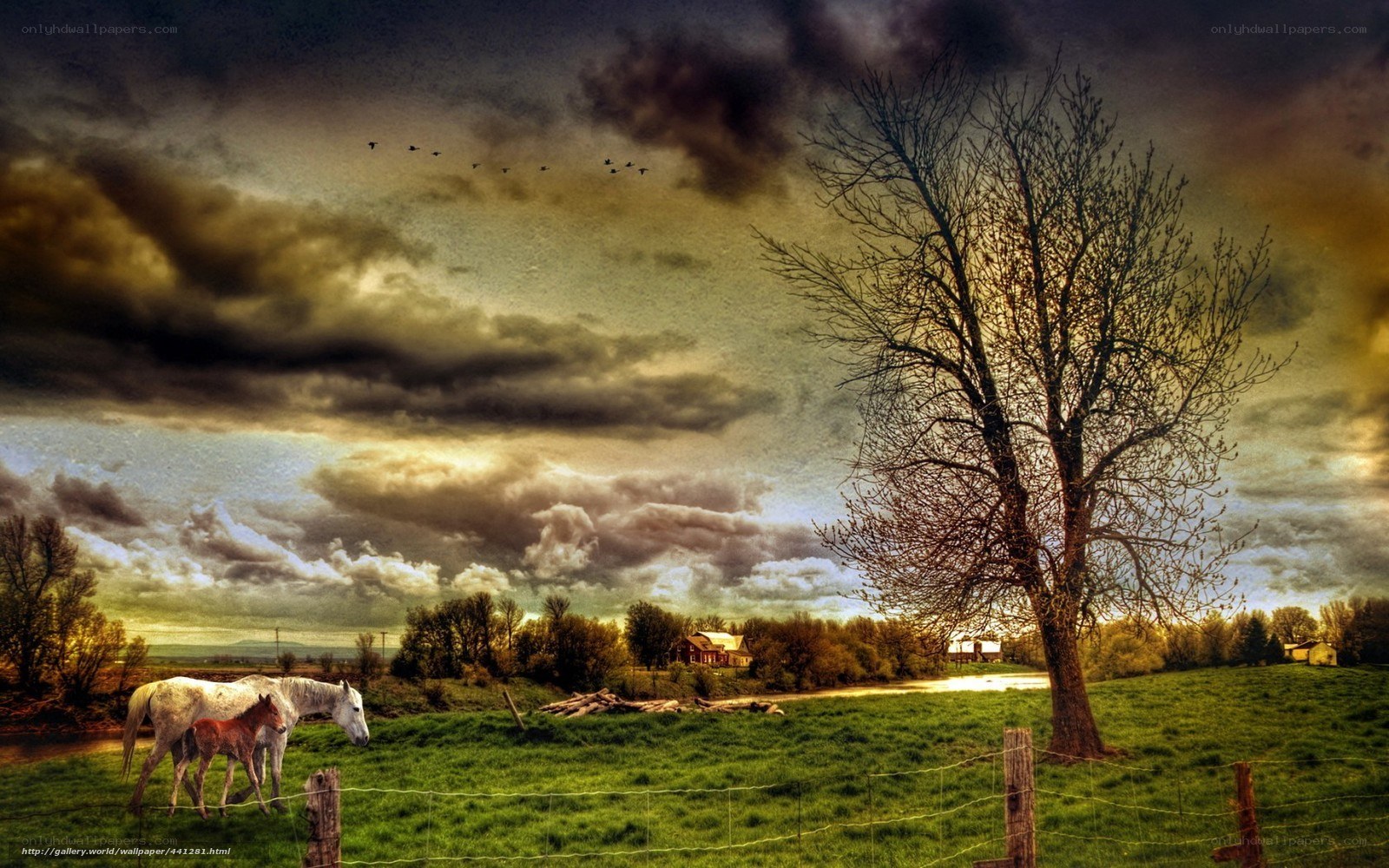Horses in a stormy field