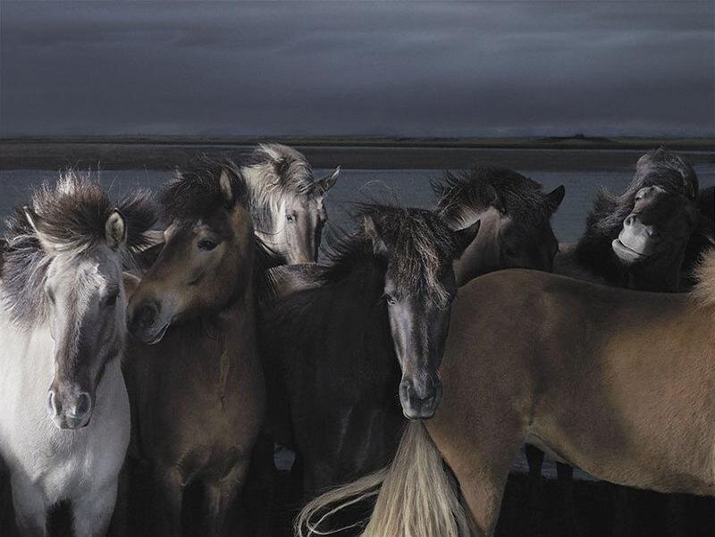 Horses in a stormy landscape