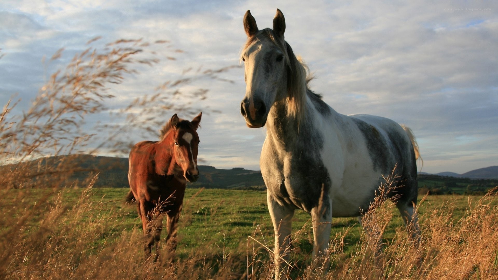 Horses in a sunlit field