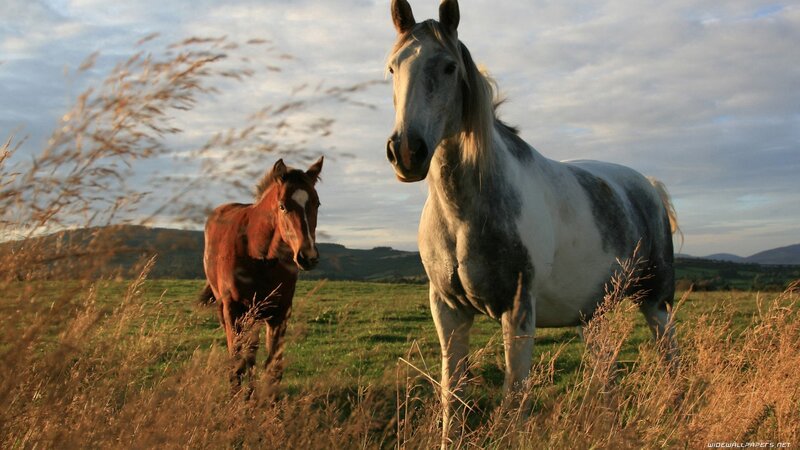 Horses in a sunlit field