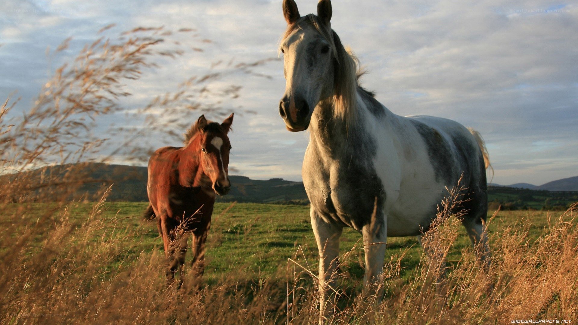 Horses in a sunlit field