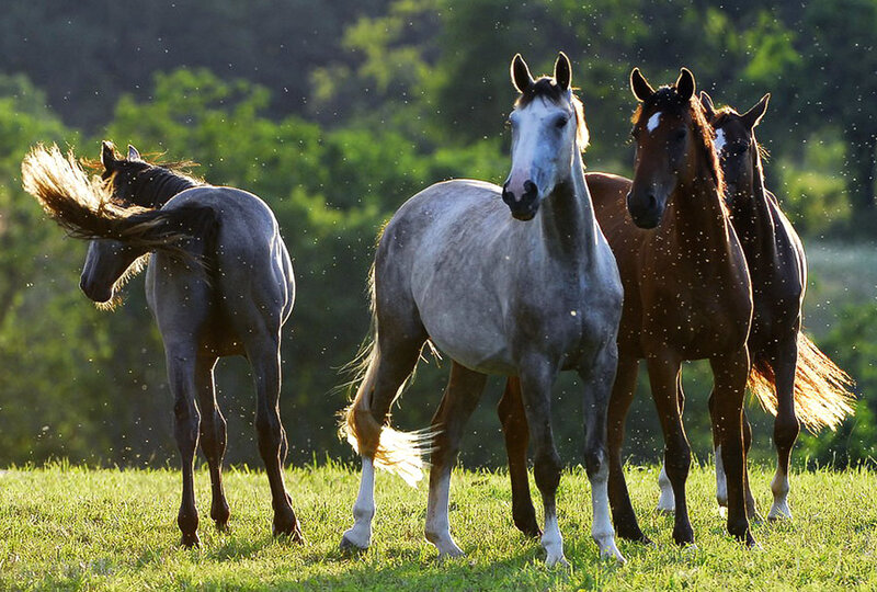 Horses in a sunlit field