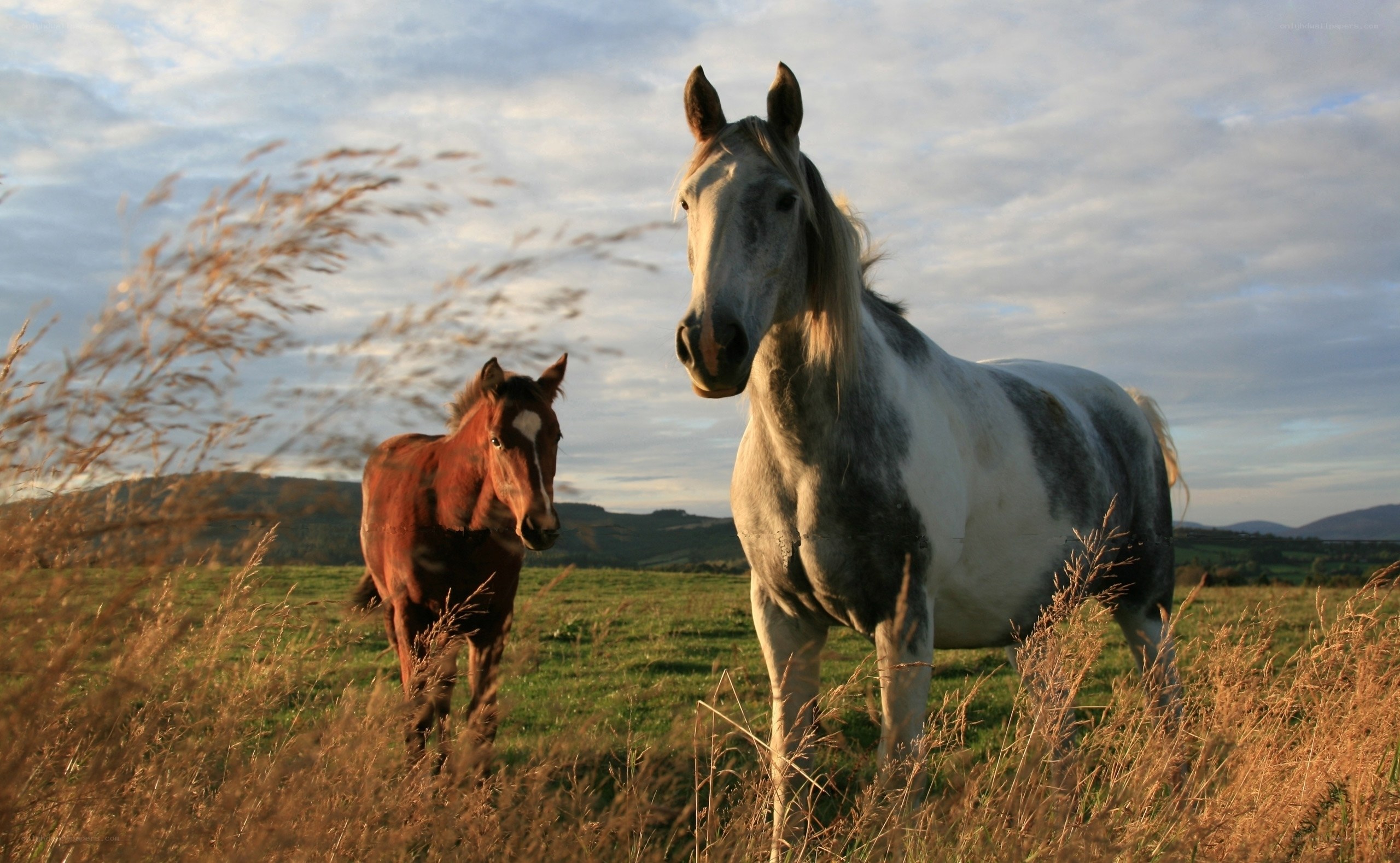 Horses in a sunlit field