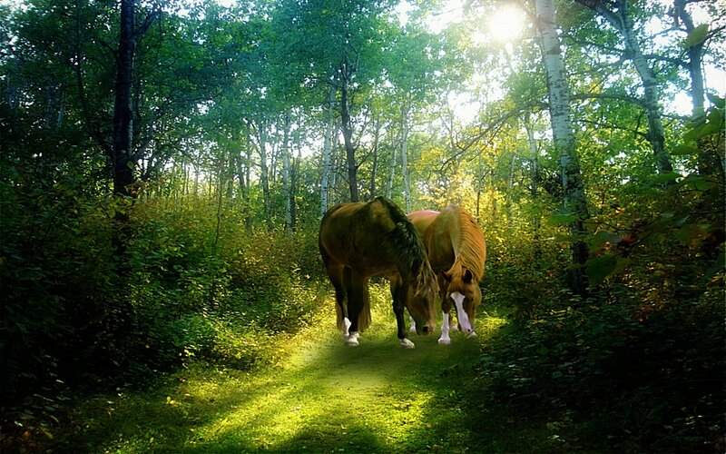 Horses in a sunlit forest