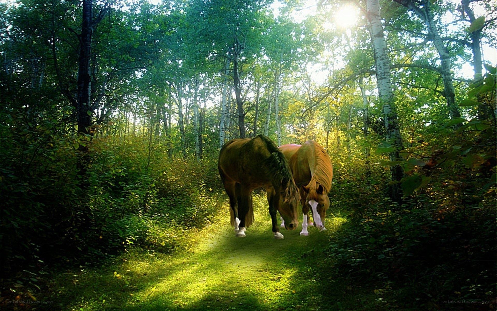 Horses in a sunlit forest