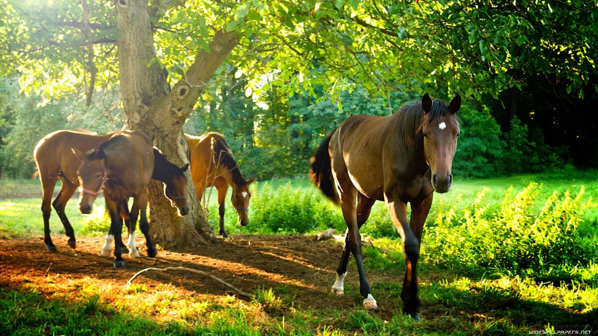 Horses in a sunlit forest