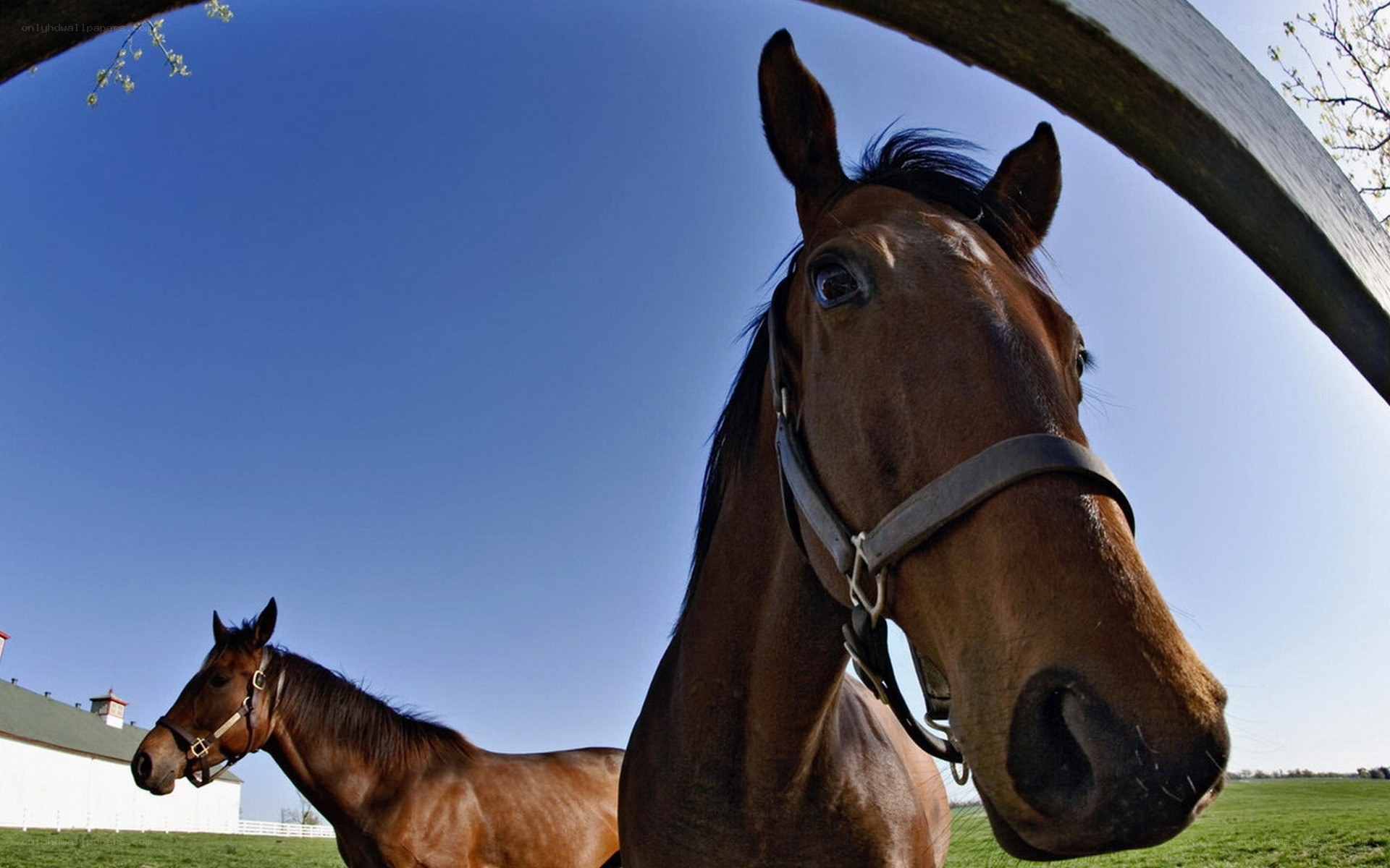 Horses in a sunny field