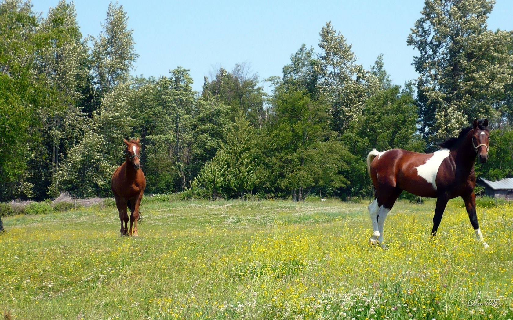 Horses in a sunny meadow