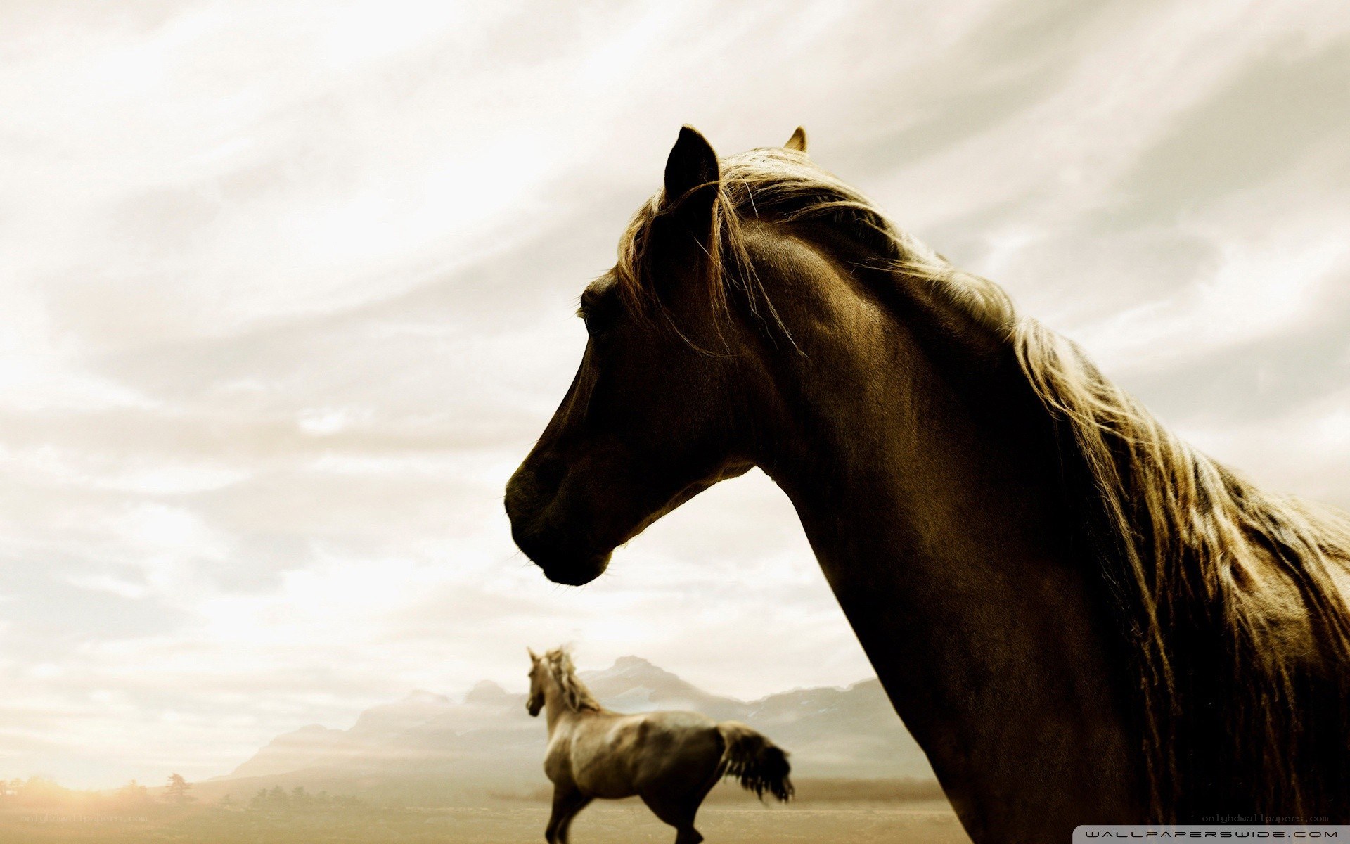 Horses in a vast landscape