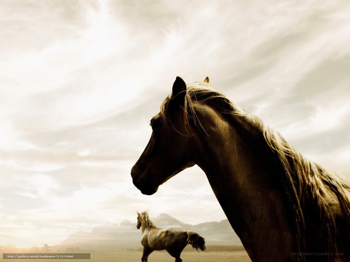 Horses in a vast landscape