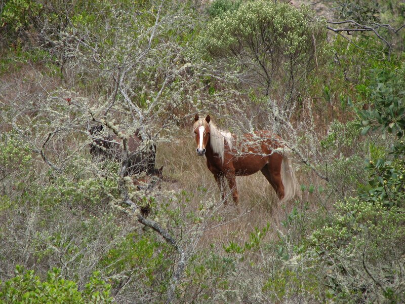 horses in a wooded area