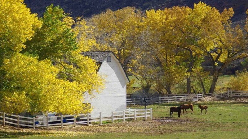 Horses in autumn farm scene