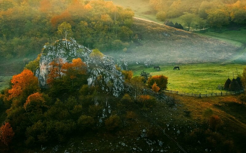 Horses in Autumn Field — Green, Serene