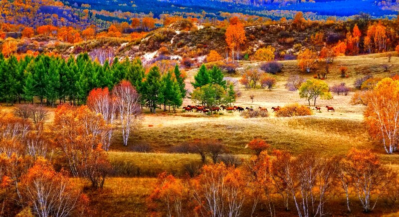 Horses in Autumn Field — Orange