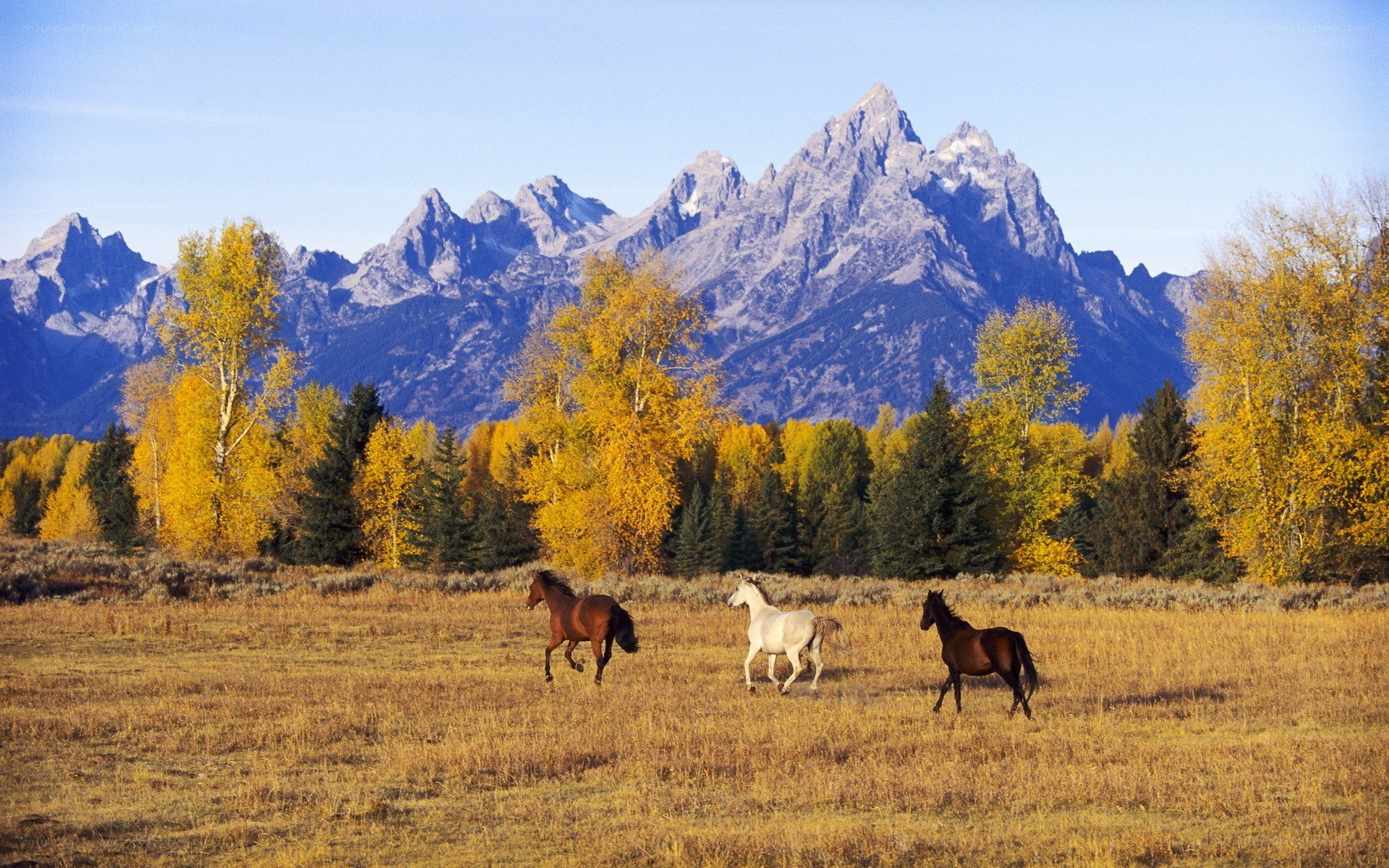 Horses in autumn field