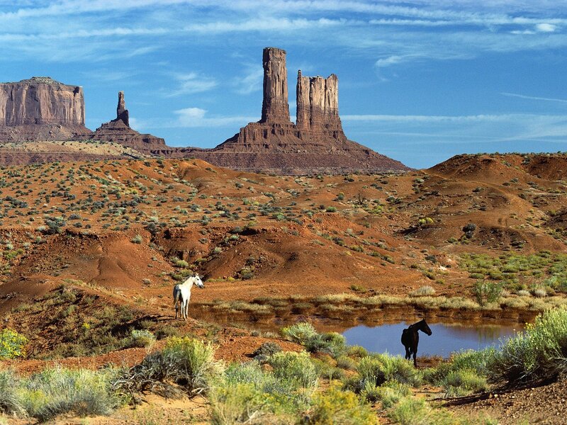 Horses in desert landscape