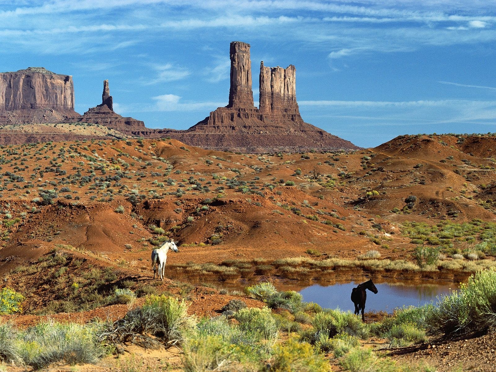 Horses in desert landscape