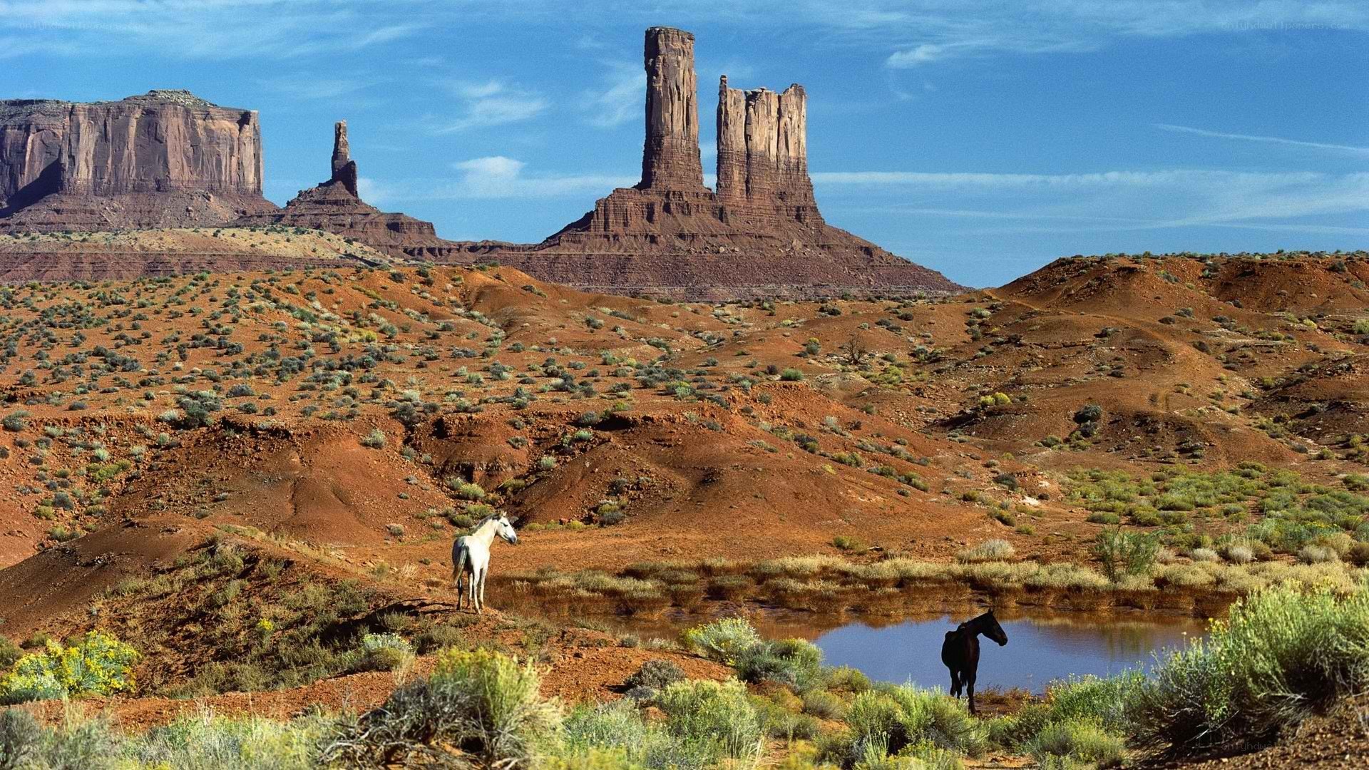 Horses in desert landscape