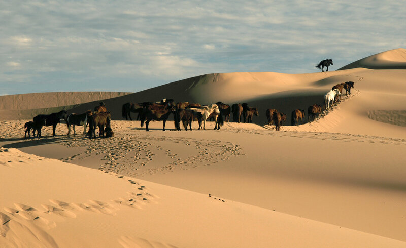 Horses in Desert